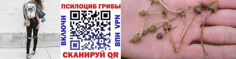 как найти   мега ONION  Псилоцибиновые грибы ЛСД  Новоузенск 